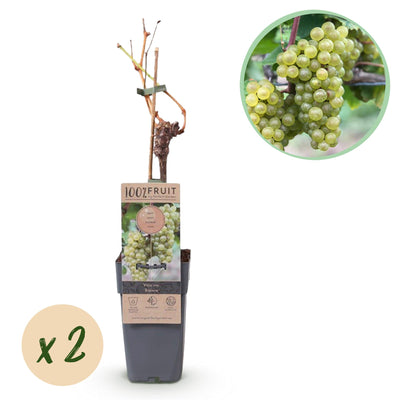 GreenboutiQ Weiße Traube - Vitis vinifera Bianca - 2 Pflanzen, Topf 15cm
