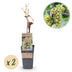 GreenboutiQ Weiße Traube - Vitis vinifera Bianca - 2 Pflanzen, Topf 15cm Bild 2
