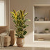 Ficus Elastica Tineke, Gummibaum, 140 cm Bild 3