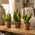 Kokopot Sansevieria Yellow - Ø13 cm - 2er-Set Bild 2