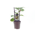 Actinidia Jenny - Ø15cm - ↕40cm Bild 1
