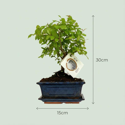Bonsai Kugelbaum 25-30 cm in Keramikschale