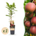 Green Kiwi Plant Ken's Red (2 Pcs.) - Red Fruits, Pot 15cm Bild 1