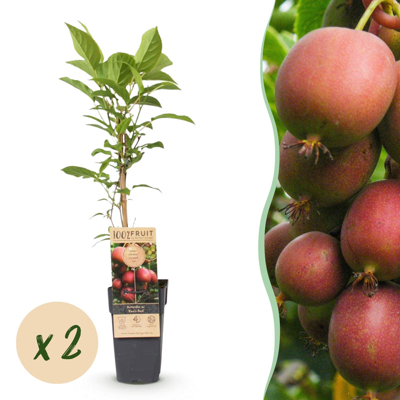 Green Kiwi Plant Ken's Red (2 Pcs.) - Red Fruits, Pot 15cm