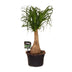 Beaucarnea Nolina (Elephant's Foot) Ø19cm, 60cm - Air-purifying houseplant Bild 1
