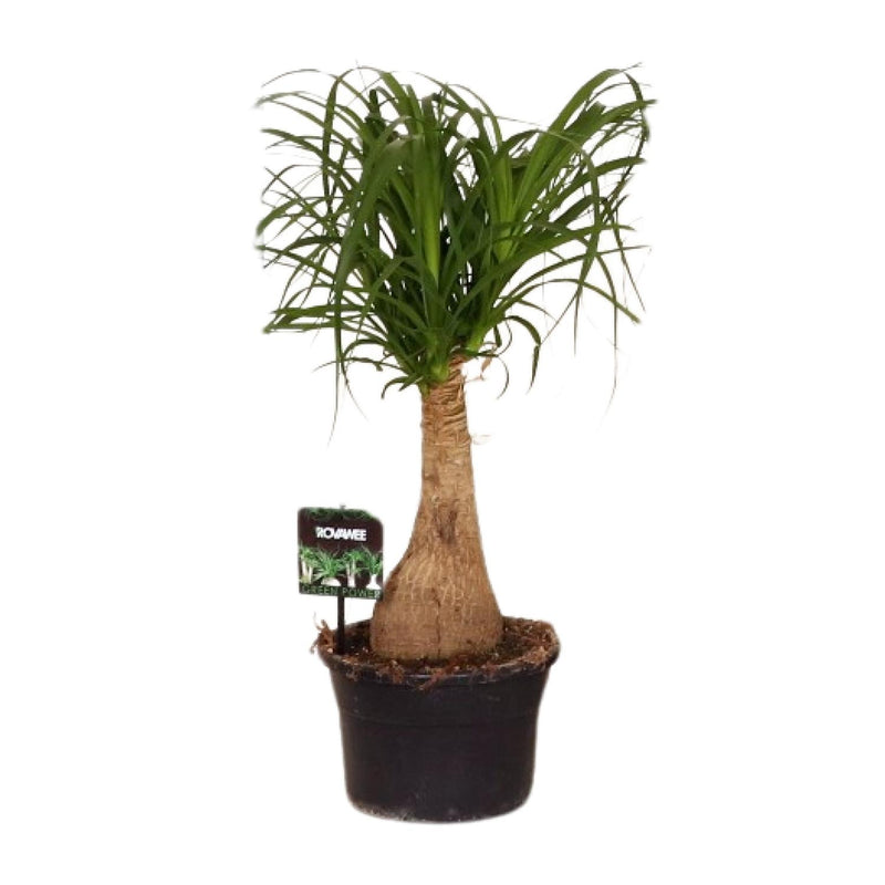 Beaucarnea Nolina (Elephant's Foot) Ø19cm, 60cm - Air-purifying houseplant