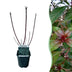 GreenboutiQ Cornus alba Kesselringii: Ornamental shrub with violet branches Bild 1