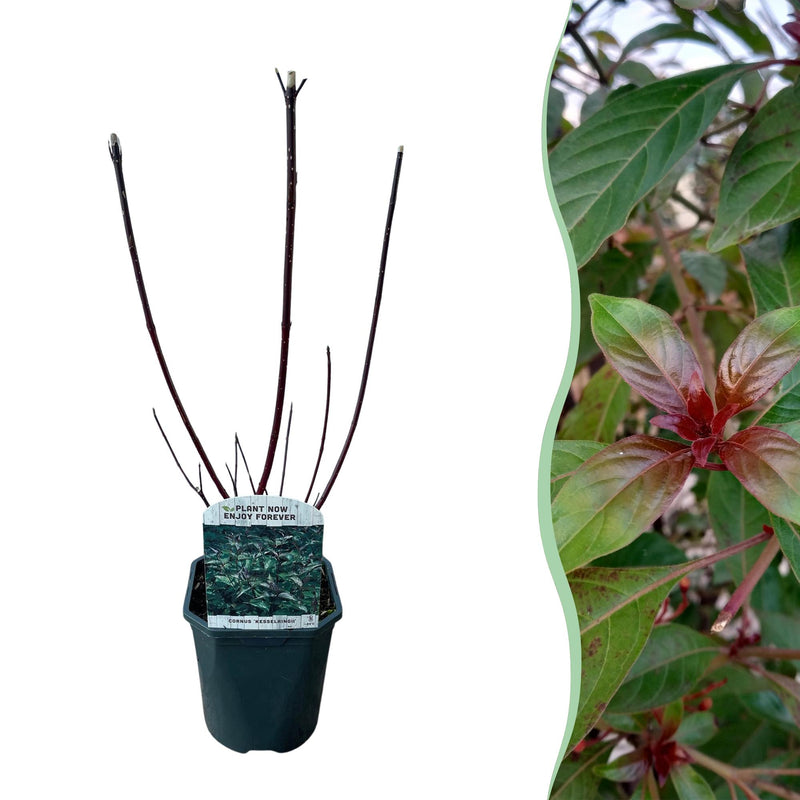 GreenboutiQ Cornus alba Kesselringii: Ornamental shrub with violet branches