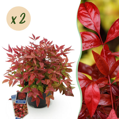GreenboutiQ - Garden Plant - Nandina Blush Pink - Dark Pink - 2 Plants - Evergreen - Easy Care - Pot 17cm Height 40cm