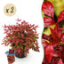 GreenboutiQ - Gartenpflanze - Nandina Blush Pink - Dunkelrosa - 2 Pflanzen - Immergrün - Pflegeleicht - Topf 17cm Höhe 40cm Bild 1