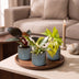 3x Baby Philodendron Tricolour - Zimmerpflanzen Set (Ø6cm) Bild 3