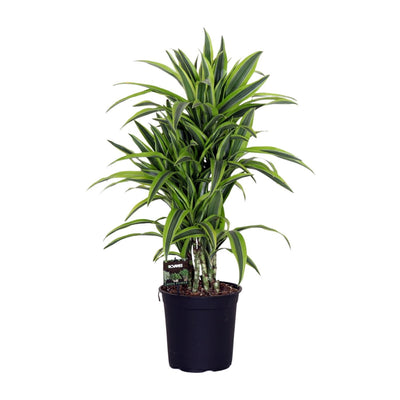 Dracaena Fragrans Lemon Lime (Ø24cm, ↕100cm) – Exotische Schönheit für Ihr Zuhause