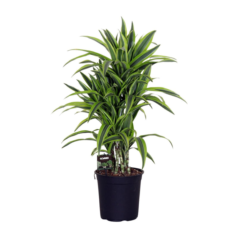 Dracaena Fragrans Lemon Lime (Ø24cm, ↕100cm) – Exotische Schönheit für Ihr Zuhause