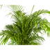 Areca Palm Dypsis Areca Lutescens Ø27cm, 150-170cm – Tropical Beauty Bild 3