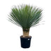 Yucca Rostrata - 140 cm Height, Ø45 cm - Exotic Desert Plant Bild 1
