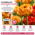 Tulpenzwiebeln Gudoshnik Double – 20 Stück | KH Bloembollen® | Gelbe, orange und rote gefüllte Tulpen – Pfingstrosenartig & farbenfroh – Für Garten oder Topf – Größe 11/12 – Frisch vom Züchter Bild 9