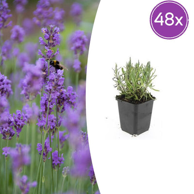 Lavendel 'Munstead' - 48 Pflanzen, 10-25cm, Ø9cm