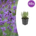 Lavendel 'Munstead' - 48 Pflanzen, 10-25cm, Ø9cm Bild 1