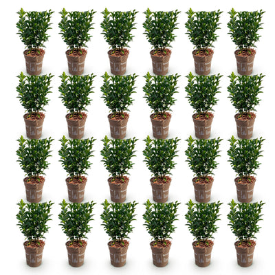 Green boutiQ - 24x Euonymus japonica Green Spire - Pfaffenhütchen - Heckenpflanzen - Immergrün - Grün - Topf 9cm - Höhe 20-25cm