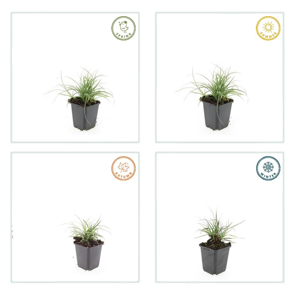 48x Luzula nivea - ↕10-25cm - Ø9cm