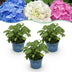3x Endless Summer Hydrangeas: Blue, Pink, White, winter hardy Bild 1