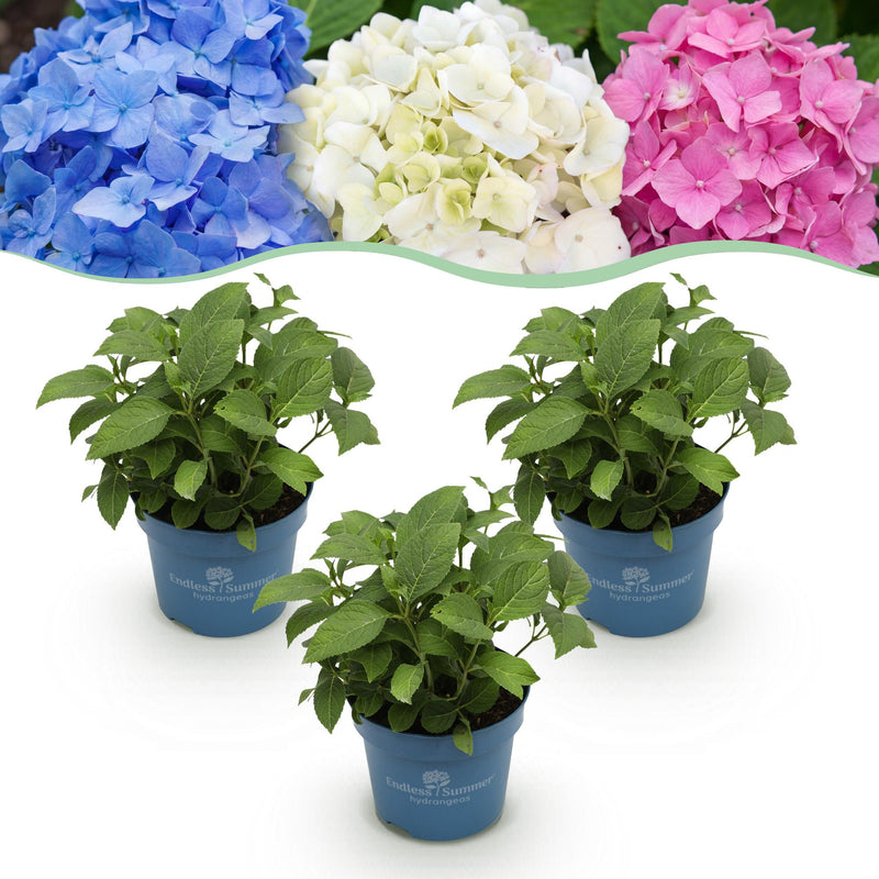 3x Endless Summer Hydrangeas: Blue, Pink, White, winter hardy