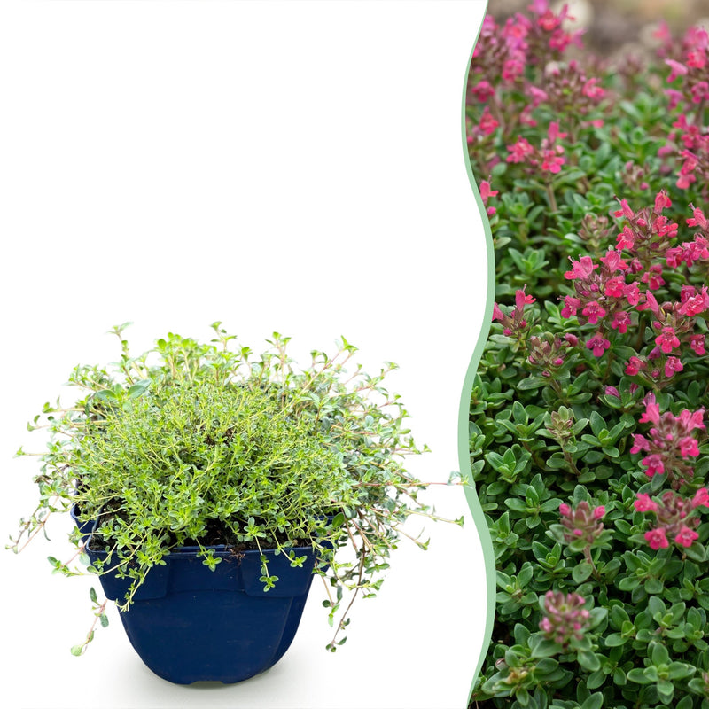 Thymus praecox Red Carpet: Duftender Bodendecker in Rot-Rosa