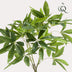 Künstliche Pachira Aquatica (Geldbaum) - 90 cm - Lebensecht & pflegeleicht Bild 3