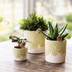 Hummingbird Flower Pot Green Ø12cm - Natural Elegance for Your Home Bild 6