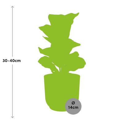 Ficus Lyrata Bambino im Topf ELHO Vibes Fold 14cm gelb
