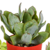 Sukkulenten-Mischung 5er-Pack, 5,5 cm, im farbigen Topf Bild 5