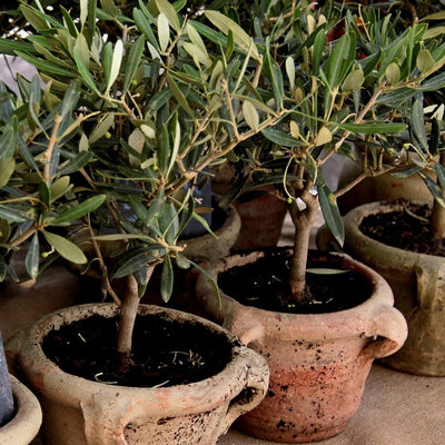 Culvita Mediterrane Blumenerde 40L m. RhizoPlus für Oliven, Zitrus & Palmen