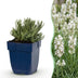Green boutiQ - Perennial - Lavandula ang. Hidcote - Lavender - Fragrant - Purple - 12 Plants - Pot 11cm - Height 15-25cm Bild 1