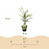 GreenboutiQ Japanischer Ahorn 'Emerald Lace', 2 Pflanzen, 70cm Bild 3