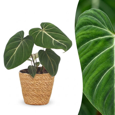 Green boutiQ - Philodendron Gloriosum - Gloriosum Philodendron - 1 Pflanze - mit Korb - Topf 12cm - Höhe - 25cm