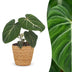 Green boutiQ - Philodendron Gloriosum - Gloriosum Philodendron - 1 Pflanze - mit Korb - Topf 12cm - Höhe - 25cm Bild 1