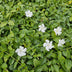 60x Vinca minor 'Gertrude Jekyll' Bodendecker, 10-25cm, Ø9cm Bild 5