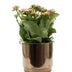 Kalanchoe Pink Keramiktopf Goldbronze Ø12cm H27cm Bild 1