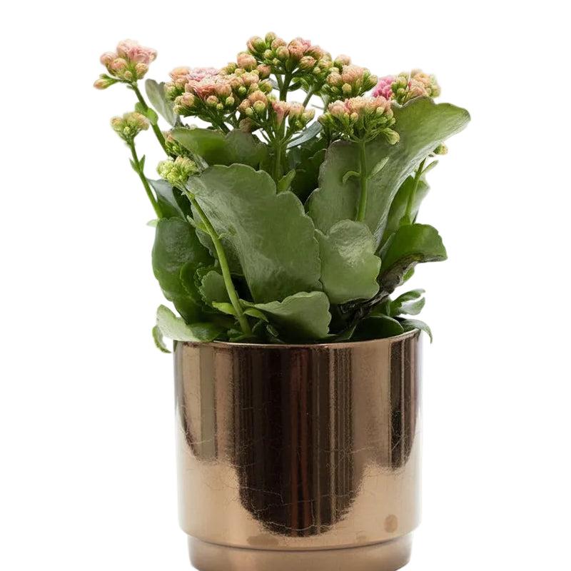 Kalanchoe Pink Keramiktopf Goldbronze Ø12cm H27cm