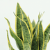 2x Sansevieria Laurentii (Frauenzunge), 40cm, ø14cm Topf Bild 4