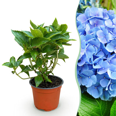 Green boutiQ - Gartenpflanze - Hydrangea macrophylla Blau - Hortensie - Winterhart - Blau - 1 Pflanze - Topf 12cm - Höhe 20-30cm