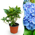 Hydrangea macrophylla Blau Hortensie, winterhart, 1 Pflanze Bild 1