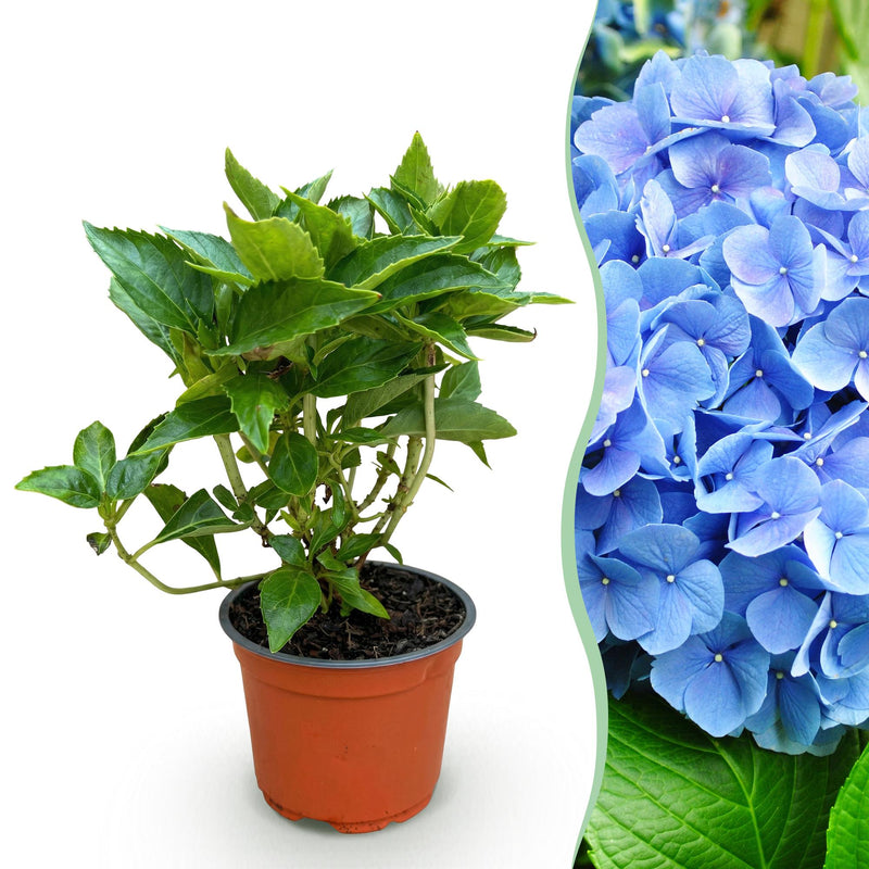 Hydrangea macrophylla Blau Hortensie, winterhart, 1 Pflanze