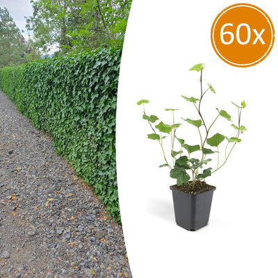 60x Irisches Efeu (Hedera Hibernica) - 10-25cm - Ø9cm