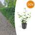 60x Irish Ivy (Hedera Hibernica) - 10-25cm - Ø9cm Bild 1