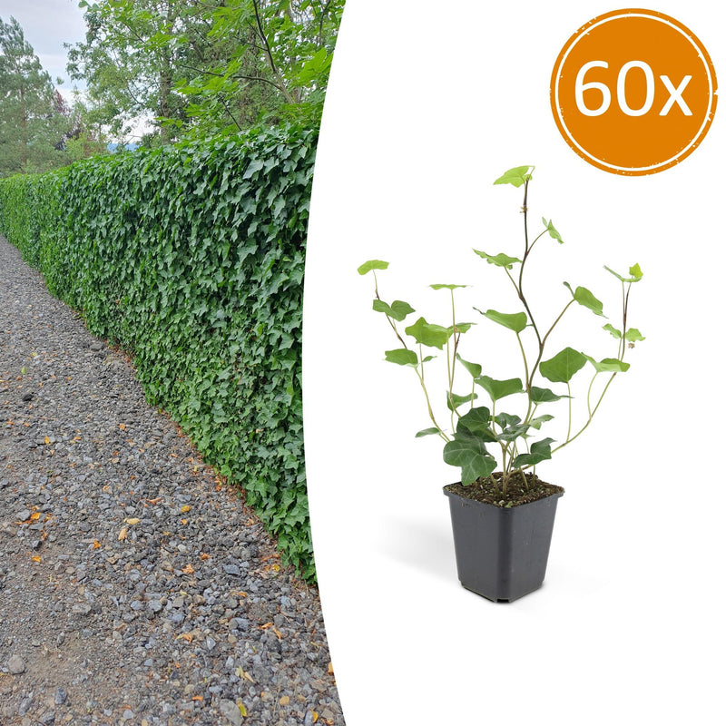 60x Irish Ivy (Hedera Hibernica) - 10-25cm - Ø9cm