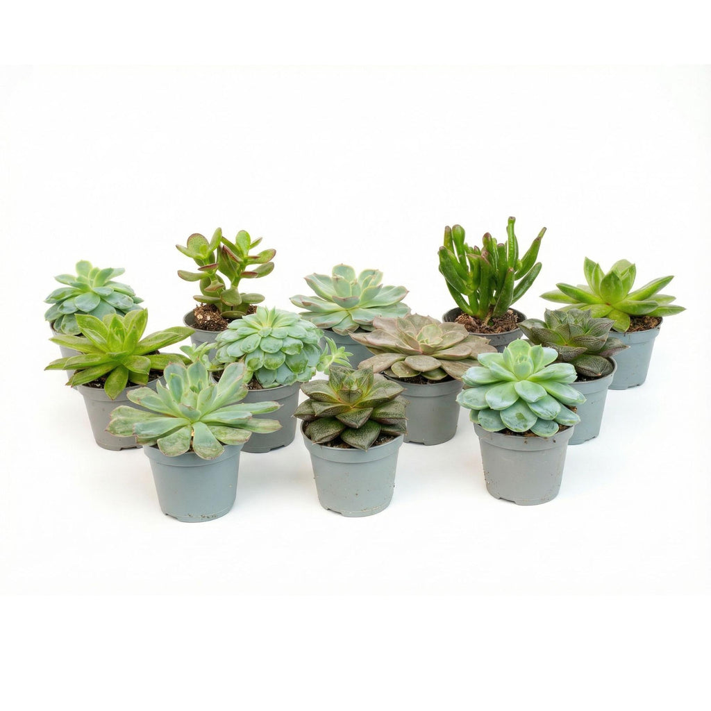 Set of 12 -  Succulent Mix Set - Assorted Succulents in 6 cm Pots (8–12 cm high)