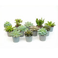 Set of 12 -  Succulent Mix Set - Assorted Succulents in 6 cm Pots (8–12 cm high)
