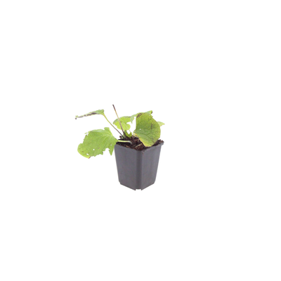 12x Brunnera macrophylla Herzblatt 'Kaukasisches Vergissmeinnicht'