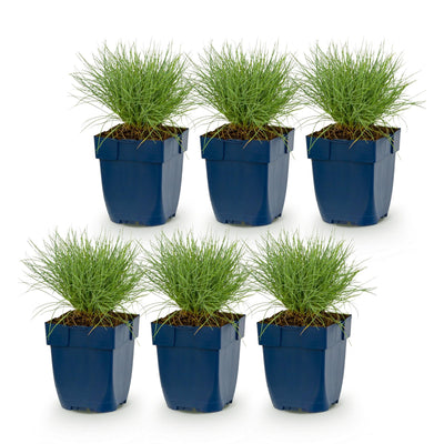 Green boutiQ - Perennials - Festuca glauca - Blue Fescue - Evergreen - Blue - 6 plants - Pot 11cm - Height 15-25cm